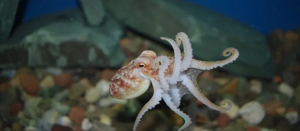 Lake District Coast Aquarium