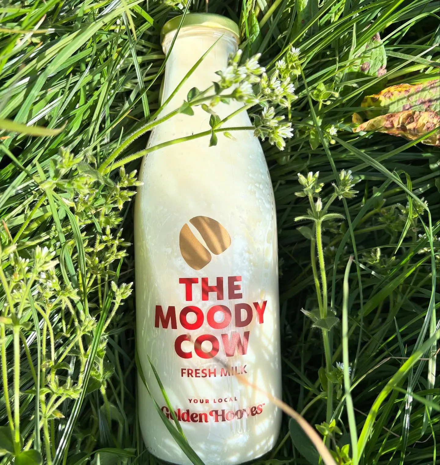 The Moody Cow photo 2