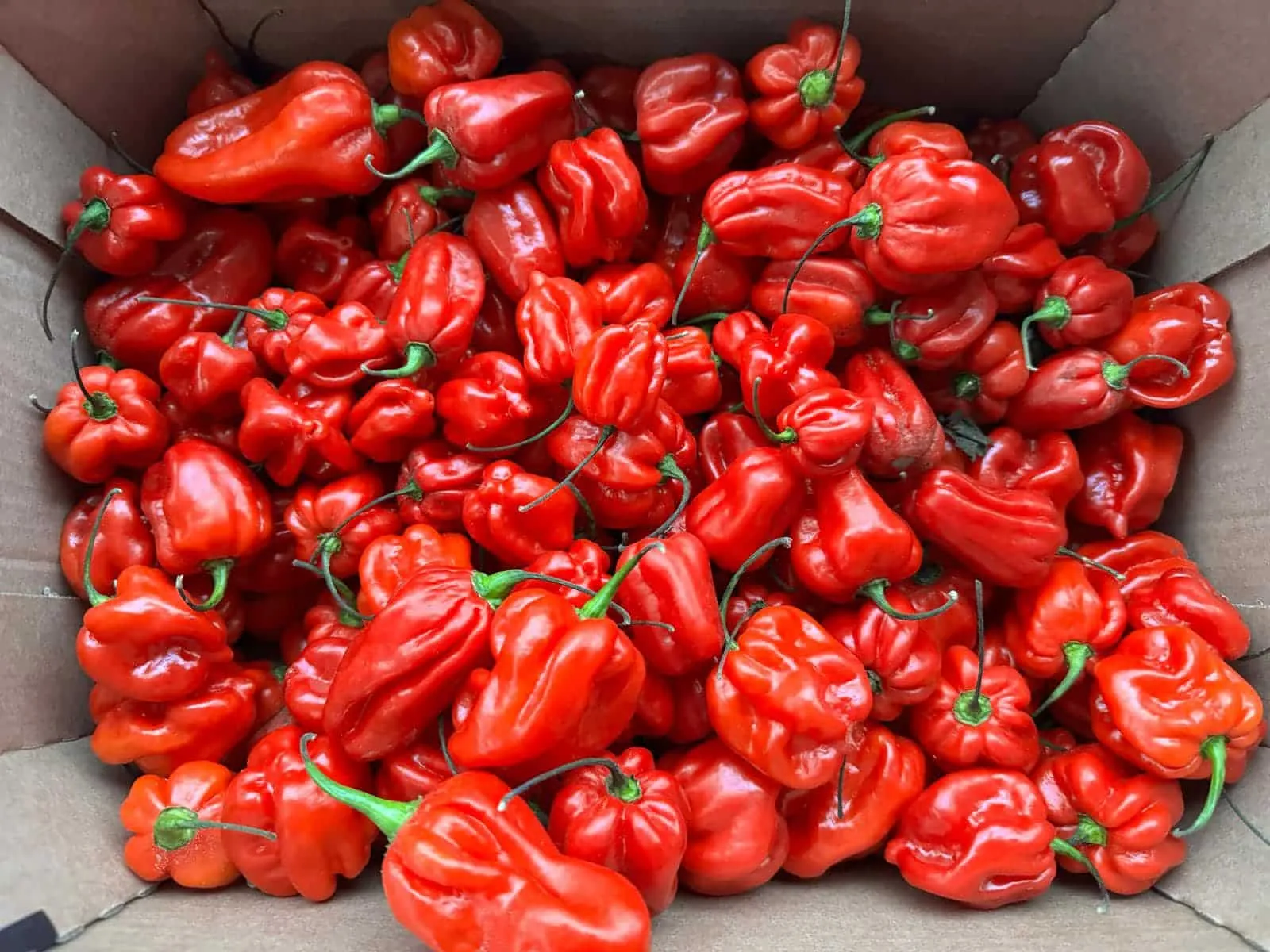 Mama Ibeji Afro Caribbean Grocers photo 4