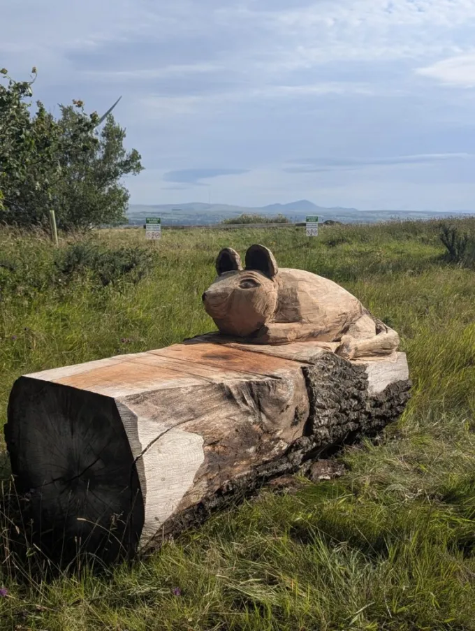 Watchtree Nature Reserve