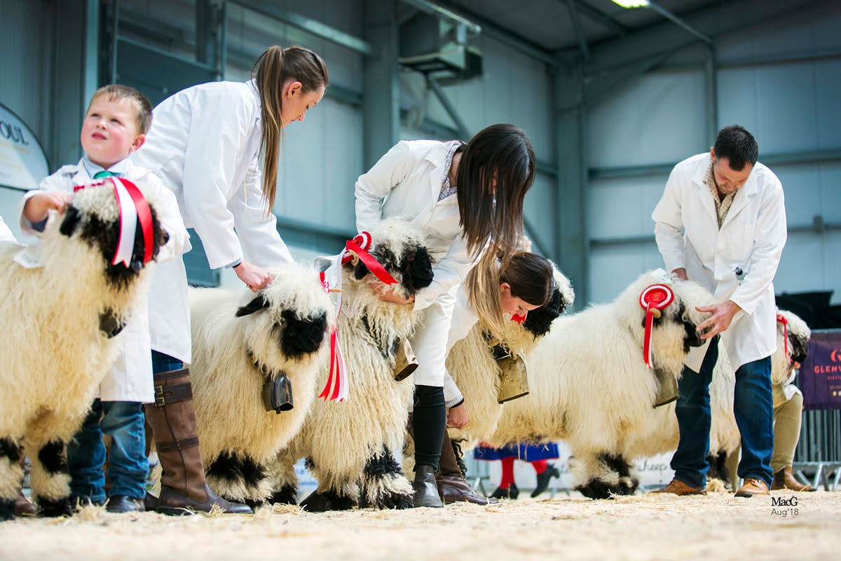 Valais Blacknose sheep at the Blacknose Beauties National Show and Sale in Carlisle